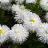 beyaz katli seker tabagi 2 cicek tohumlari 09.02.2022 817602d – Çiçek Tohumları