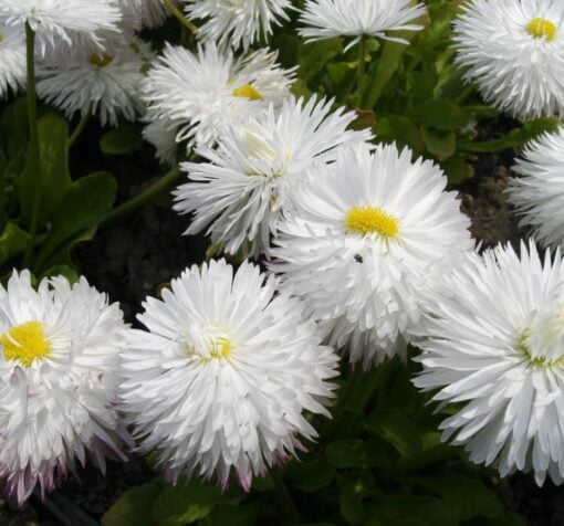 beyaz katli seker tabagi 2 cicek tohumlari 09.02.2022 817602d – Çiçek Tohumları