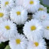 beyaz katli seker tabagi 3 cicek tohumlari 09.02.2022 d134355 – Çiçek Tohumları