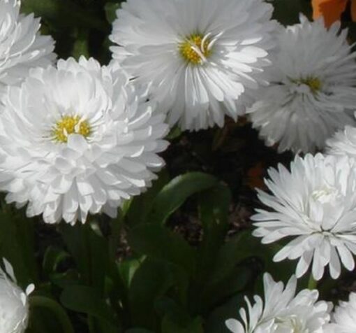 beyaz katli seker tabagi 4 cicek tohumlari 09.02.2022 e6cd4c0 – Çiçek Tohumları