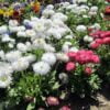 beyaz katli seker tabagi 5 cicek tohumlari 09.02.2022 31daf06 – Çiçek Tohumları