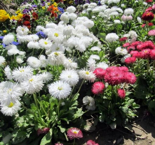 beyaz katli seker tabagi 5 cicek tohumlari 09.02.2022 31daf06 – Çiçek Tohumları