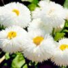 beyaz katli seker tabagi cicek tohumlari 09.02.2022 93d14d6 – Çiçek Tohumları