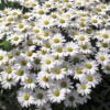 beyaz krizantem papatya 3 cicek tohumlari 17.02.2022 b9b871d – Çiçek Tohumları