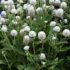 beyaz medine dugmesi 2 cicek tohumlari 11.02.2022 3b4886e – Çiçek Tohumları