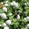 beyaz medine dugmesi 3 cicek tohumlari 11.02.2022 e729d7d – Çiçek Tohumları