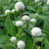 beyaz medine dugmesi 4 cicek tohumlari 11.02.2022 f6a3817 – Çiçek Tohumları