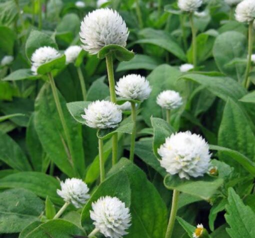 beyaz medine dugmesi 4 cicek tohumlari 11.02.2022 f6a3817 – Çiçek Tohumları