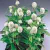 beyaz medine dugmesi 5 cicek tohumlari 11.02.2022 9368f80 – Çiçek Tohumları