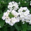 beyaz mine cicegi 3 cicek tohumlari 15.02.2022 2faff6e – Çiçek Tohumları