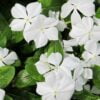 beyaz rozet cicegi 2 cicek tohumlari 15.02.2022 e13b251 – Çiçek Tohumları