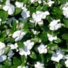 beyaz rozet cicegi 3 cicek tohumlari 15.02.2022 4e46821 – Çiçek Tohumları