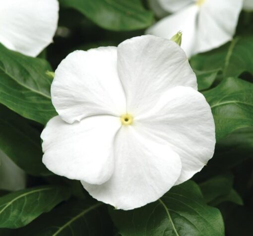 beyaz rozet cicegi 4 cicek tohumlari 15.02.2022 9272f7c – Çiçek Tohumları
