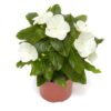 beyaz rozet cicegi 5 cicek tohumlari 15.02.2022 8709d2e – Çiçek Tohumları