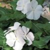 beyaz rozet cicegi cicek tohumlari 15.02.2022 47588eb – Çiçek Tohumları