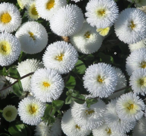 beyaz seker tabagi 2 cicek tohumlari 08.02.2022 501c2df – Çiçek Tohumları