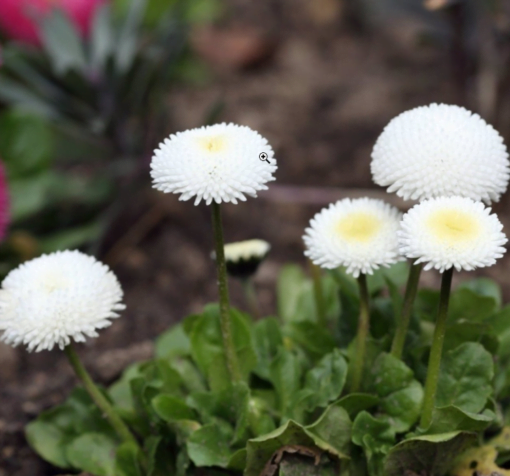 beyaz seker tabagi 3 cicek tohumlari 08.02.2022 53fd393 – Çiçek Tohumları