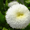 beyaz seker tabagi 4 cicek tohumlari 08.02.2022 47d1078 – Çiçek Tohumları