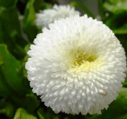 beyaz seker tabagi 4 cicek tohumlari 08.02.2022 47d1078 – Çiçek Tohumları