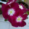 burgundy rozet cicegi 2 cicek tohumlari 15.02.2022 480a155 – Çiçek Tohumları