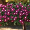 burgundy rozet cicegi 5 cicek tohumlari 15.02.2022 7abb68e – Çiçek Tohumları