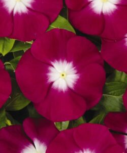 burgundy rozet cicegi cicek tohumlari 15.02.2022 d9822a7 – Çiçek Tohumları