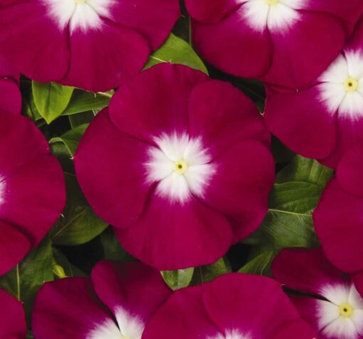 burgundy rozet cicegi cicek tohumlari 15.02.2022 d9822a7 – Çiçek Tohumları
