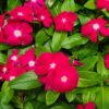 cranberry rozet cicegi 2 cicek tohumlari 15.02.2022 088bf57 – Çiçek Tohumları