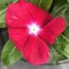 cranberry rozet cicegi 3 cicek tohumlari 15.02.2022 4760839 – Çiçek Tohumları