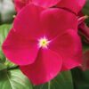 cranberry rozet cicegi 4 cicek tohumlari 15.02.2022 ca5e326 – Çiçek Tohumları