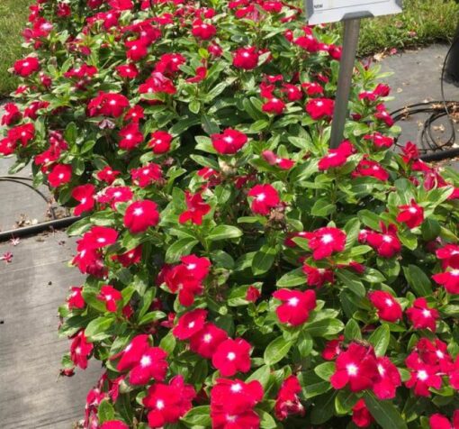 cranberry rozet cicegi 5 cicek tohumlari 15.02.2022 2dbb193 – Çiçek Tohumları