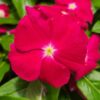 cranberry rozet cicegi cicek tohumlari 15.02.2022 fe06a96 – Çiçek Tohumları