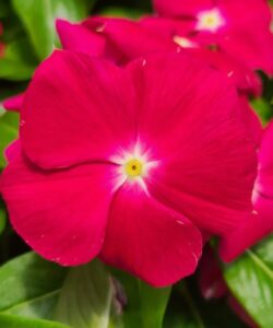 cranberry rozet cicegi cicek tohumlari 15.02.2022 fe06a96 – Çiçek Tohumları