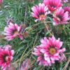 gazanya pembe 5 cicek tohumlari 11.02.2022 0bd3df2 – Çiçek Tohumları