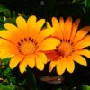 gazanya turuncu 2 cicek tohumlari 11.02.2022 f79d7ce – Çiçek Tohumları