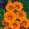 gazanya turuncu 3 cicek tohumlari 11.02.2022 b9cf266 – Çiçek Tohumları