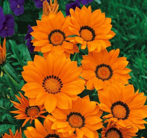 gazanya turuncu 3 cicek tohumlari 11.02.2022 b9cf266 – Çiçek Tohumları