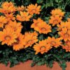 gazanya turuncu 4 cicek tohumlari 11.02.2022 75fe768 – Çiçek Tohumları