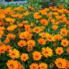gazanya turuncu 5 cicek tohumlari 11.02.2022 f24a98c – Çiçek Tohumları