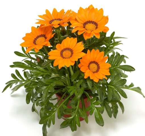 gazanya turuncu cicek tohumlari 11.02.2022 1b1e979 – Çiçek Tohumları
