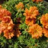 ipek cicegi turuncu kircilli 2 cicek tohumlari 14.02.2022 8ab45ce – Çiçek Tohumları