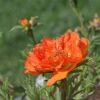 ipek cicegi turuncu kircilli 4 cicek tohumlari 14.02.2022 39d8be1 – Çiçek Tohumları