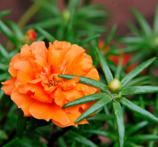 ipek cicegi turuncu kircilli 5 cicek tohumlari 14.02.2022 dd3abd0 – Çiçek Tohumları