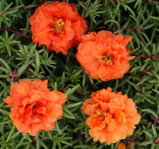 ipek cicegi turuncu kircilli cicek tohumlari 14.02.2022 37a0261 – Çiçek Tohumları