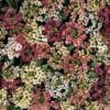 karisik alyssum 5 cicek tohumlari 16.02.2022 e48b00c – Çiçek Tohumları