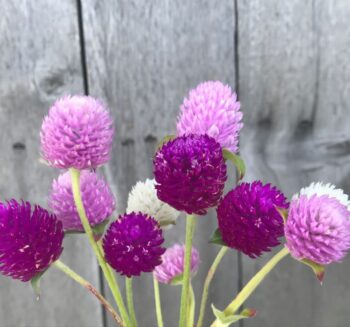 Alternative view of Karışık Uzun Medine Düğmesi Çiçeği F1 Tohumu ( 40 Tohum )