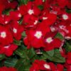 kirmizi nokta rozet cicegi 3 cicek tohumlari 15.02.2022 2c1eb27 – Çiçek Tohumları