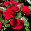 koyu kirmizi rozet cicegi 4 cicek tohumlari 15.02.2022 8b2be77 – Çiçek Tohumları
