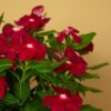 koyu kirmizi rozet cicegi 5 cicek tohumlari 15.02.2022 66520f5 – Çiçek Tohumları