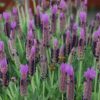 lavandula karabas 3 cicek tohumlari 18.02.2022 572dfaa – Çiçek Tohumları